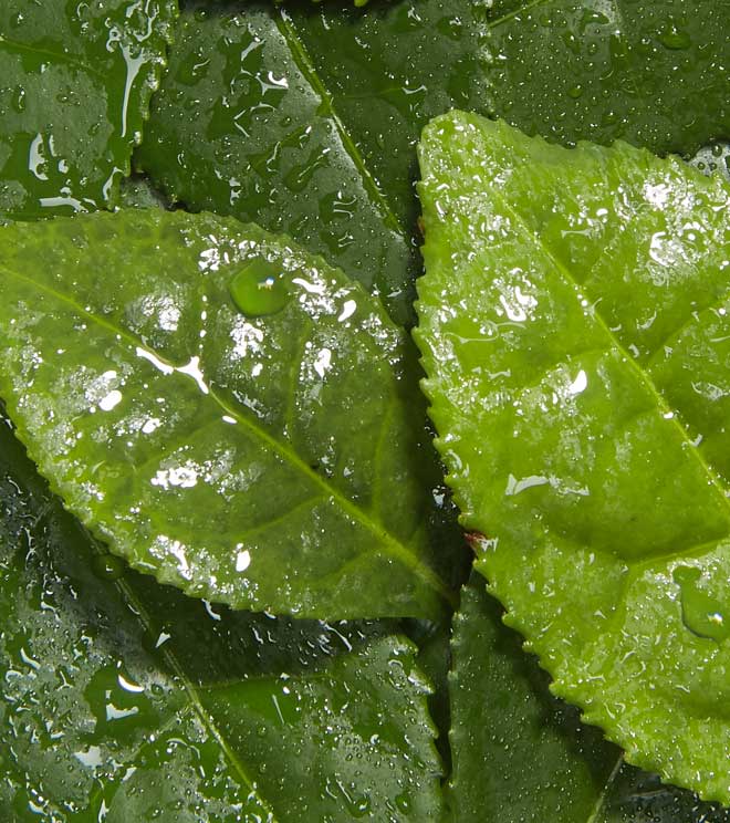 Our Ingredients Matter