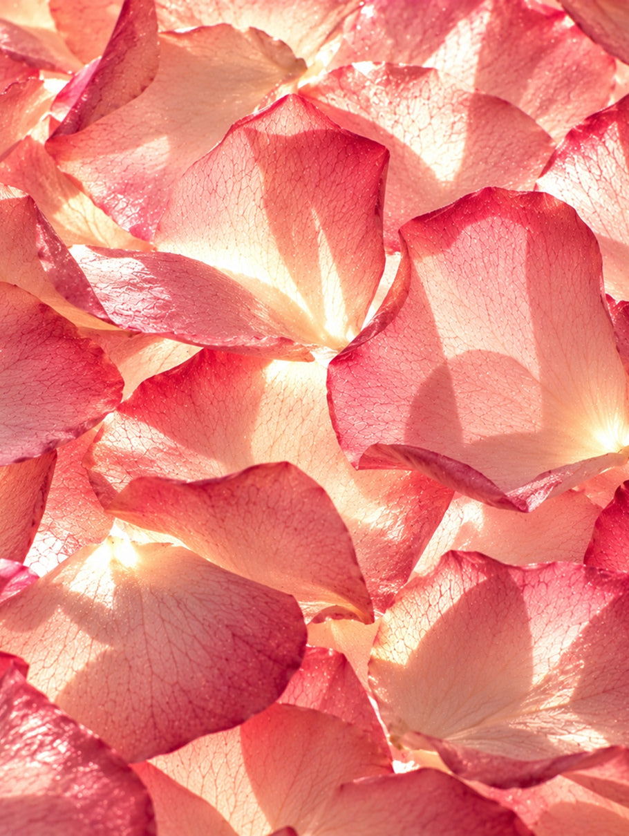 Damask Rose Petals