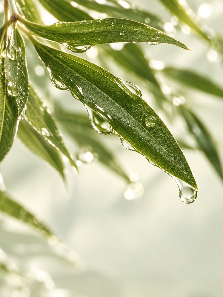 Tea Tree Leaf